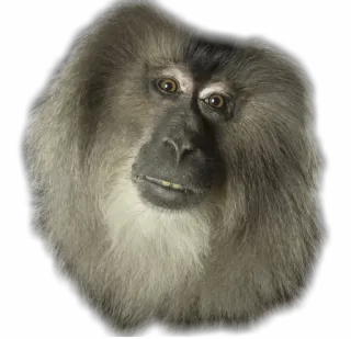 😐 scimmia, animale, mammifero, primate, faccia whatsapp sticker