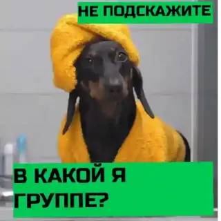 💮 НЕ ПОДСКАЖИТЕ В КАКОЙ Я ГРУППЕ? telegram sticker