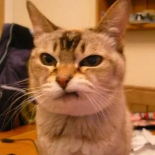 😕 Katze, Tier, Haustier, Säugetier, Katzenartig, Katze telegram sticker