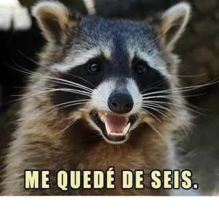 😧 ME QUEDÉ DE SEIS. rakun, hewan, lucu, meme, ekspresi, bahasa Spanyol, satwa liar whatsapp sticker