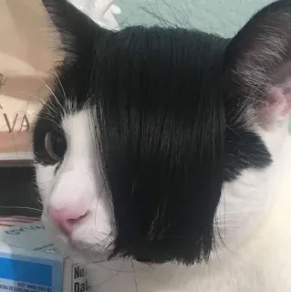 🌟 gato, emo, cabelo, animal de estimação, animal, engraçado telegram sticker