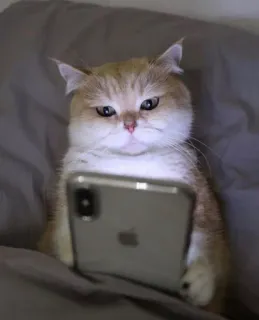 😐 cat, phone, cute, animal, pet telegram sticker