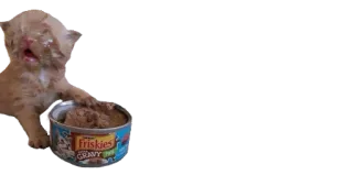 😫 Friskies Gravy cat, kitten, pet, food, Friskies, Gravy telegram sticker