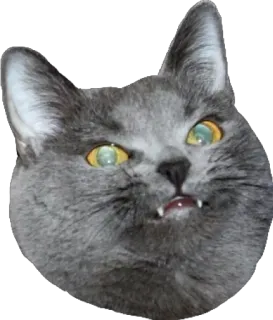 😑 Katze, Meme, lustig, Tier, Haustier, graue Katze telegram sticker