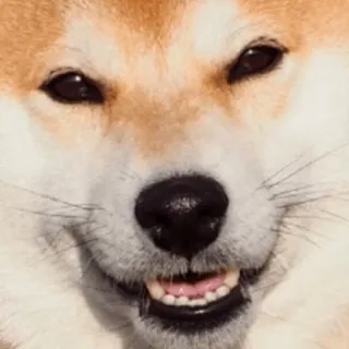 🐶 dog, shiba inu, close-up, animal, pet, smiling telegram sticker