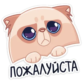 🥺 ПОЖАЛУЙСТА gato, fofo, triste, por favor, implorando, animal, adesivo telegram sticker