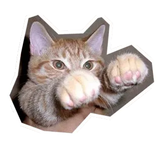 👊 แมว, ลูกแมว, สัตว์, สัตว์เลี้ยง, น่ารัก, ตลก, แมว telegram sticker