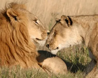😍 лев, львица, дикая природа, животные, природа, пара telegram sticker