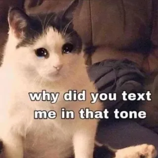 😩 why did you text me in that tone gato, triste, Meme, texto telegram sticker