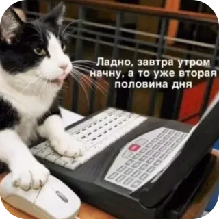 🫥 Ладно, завтра утром начну, а то уже вторая половина дня telegram sticker