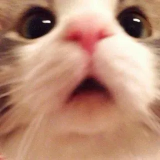 😮 cat, surprised, shocked, meme, funny, cute, kitten telegram sticker