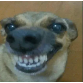 😀 dog, smile, teeth, funny, animal whatsapp sticker
