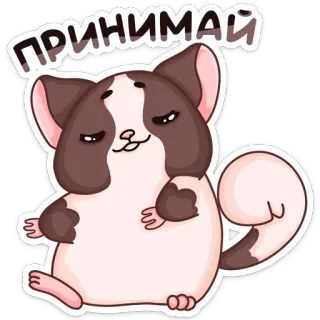 🥴 ПРИНИМАЙ 고양이, 동물, 귀여운, 만화, 웃긴 telegram sticker