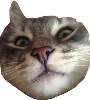 😾 cat, animal, pet, sticker, mammal telegram sticker