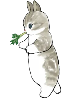 🥬 rabbit, bunny, animal, cute, carrot, eating, pet telegram sticker