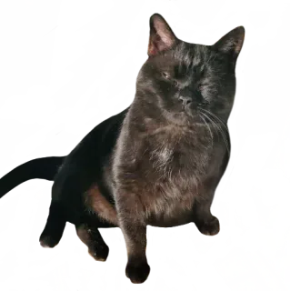 😎 kucing, kucing hitam, binatang, hewan peliharaan, hewan domestik whatsapp sticker