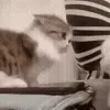 🐱