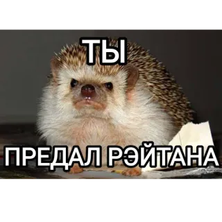 🛐 ТЫ ПРЕДАЛ РЭЙТАНА riccio, animale, meme, divertente telegram sticker
