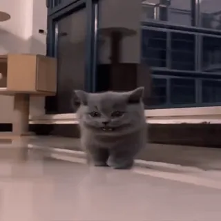 🐈 кот, котенок, животное, милый, домашнее животное, серый whatsapp sticker