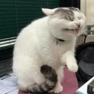 🧈 chat, animal, mème, drôle, animal de compagnie telegram sticker