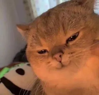 😈 Katze, Tier, süß, Meme telegram sticker