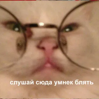 😤 слушай сюда умнек блять kot, okulary, rosyjski, wulgaryzmy, mem telegram sticker