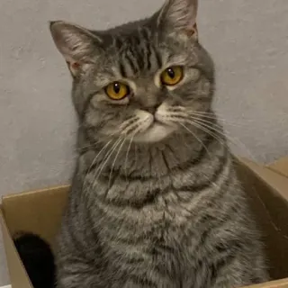 🐭 cat, animal, pet, feline, box, kitten whatsapp sticker