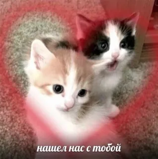 💖 нашел нас с тобой Kätzchen, Katzen, Herz, süß, Tiere, Haustier telegram sticker