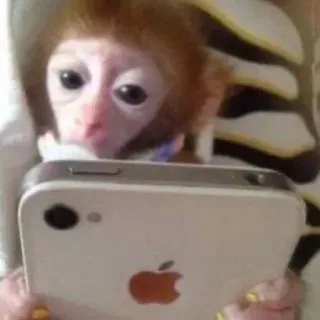 🫂 monkey telegram sticker