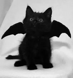 🖇 cat, kitten, bat wings, halloween, animal, black cat, cute, pet telegram sticker