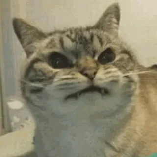 😤 cat, funny, meme, animal, pet, angry telegram sticker