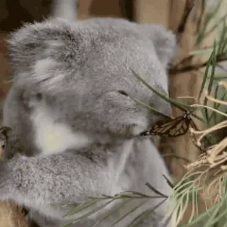 🐨🌿  @this_is_sticker_party telegram stickers
