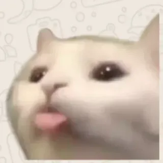 😎 chat, animal, mème, langue, drôle, animal de compagnie telegram sticker