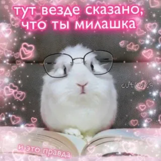 🥰 тут везде сказано; что ты милашка
и это правда うさぎ, かわいい, メガネ, 動物, 本 telegram sticker