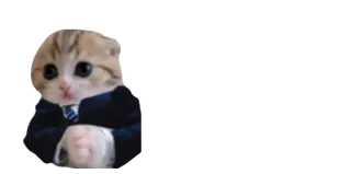 🤓 gato, negócios, animal, fofo, gatinho telegram sticker