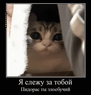 🌟 Я слежу за тобой
Пидорас ты злоебучий cat, meme, russian, offensive, text, cute, animal telegram sticker