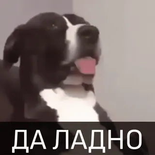😳 ДА ЛАДНО cane, divertente, meme, russo telegram sticker