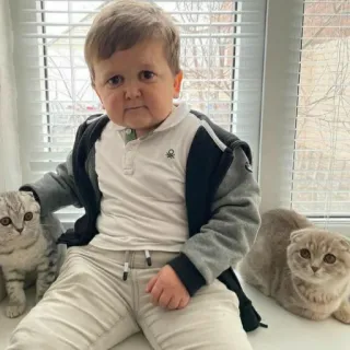 😅 Hasbulla hasbulla, gato, mono, niño whatsapp sticker
