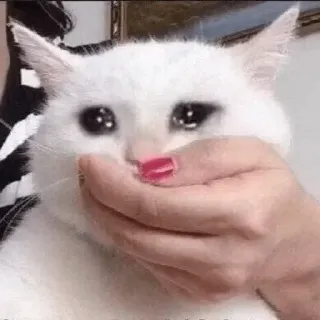 😩 猫, 泣く, 悲しい, ミーム, 手, 動物 telegram sticker