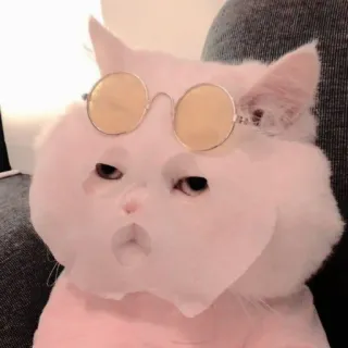 🐱 kucing, kacamata hitam, hewan peliharaan, hewan, lucu, kocak, meme whatsapp sticker