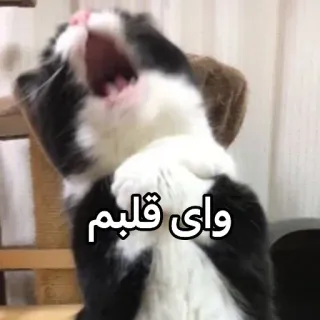 🫠 واى قلبم gatto, urlo, animale, persiano, divertente telegram sticker