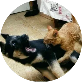 😨 cat, dog, fight, struggle, animal telegram sticker