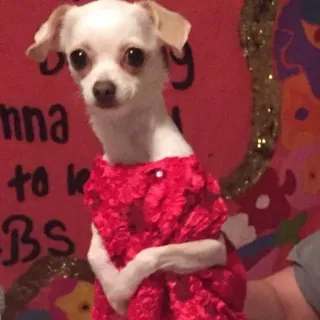 🙁 chien, chihuahua, animal de compagnie, animal, mignon, robe telegram sticker