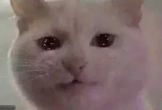 😩 gato, triste, meme, animal, blanco telegram sticker