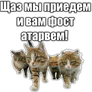 😎 Щаз мы приедем и вам ФОСТ АТАРВЕМ! cats, animals, meme, humor telegram sticker