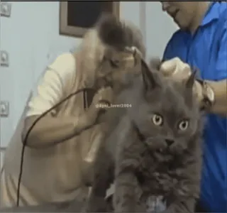 🥺 @kynl_lover2004 toilettage chat, toilettage animaux, chat gris, coupe de cheveux, soin des animaux whatsapp sticker