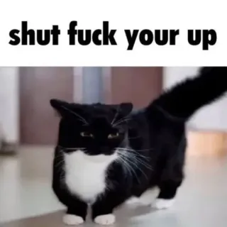 🐾 shut fuck your up Katze, beleidigend, Meme, lustig, Humor, Schimpfwort, Tier telegram sticker