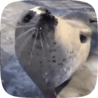 🦭 foka, zwierzę, słodki, ssak morski, dzika przyroda, ocean telegram sticker