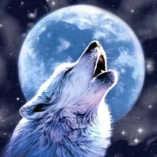 😞 loup, lune, hurlement, nuit, étoiles, animal telegram sticker