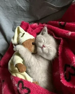 💤 Katze, Kätzchen, schlafend, Decke, süß, Teddybär, Schlaf, Tier telegram sticker